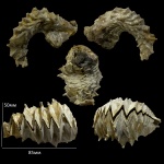 Lopha sp. полной комплектации