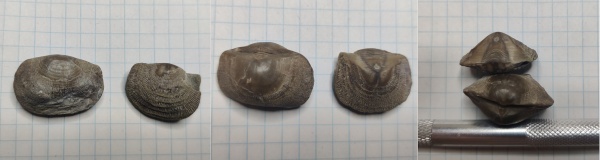 брахиоподы, ордовик, Clitambonites adscendens, Hemipronites, Волхов