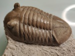 Asaphus knyrkoi