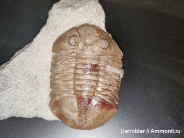 трилобиты, Subasaphus, Subasaphus laticaudatus