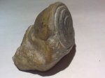 Diplotrypa petropolitana