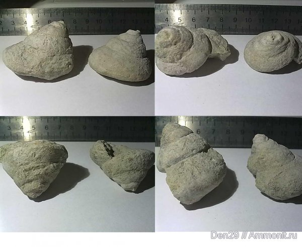 Clathrospira