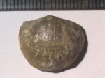 Cyrtonotella semicircularis