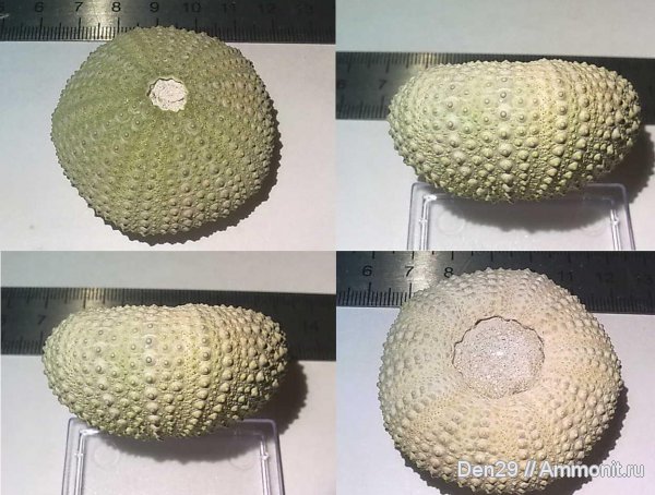 fake fossils
