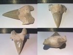 Зуб ископаемой акулы Otodus.