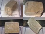 Окаменелое дерево