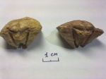 Clinambon anomalus (Scholtheim) ядра
