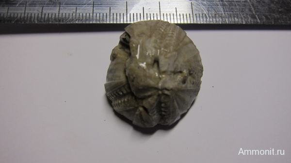 Cystoblastus