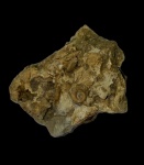 Гастропода euomphalus
