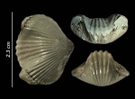 Зубастик (Ripidiorhynchus?)