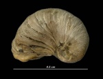 Exogyra conica