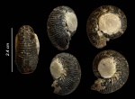 Аммонит (Kepplerites)