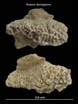 Коралл Thecostegites
