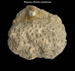 Коралл Disphillia russiensis Soshkina