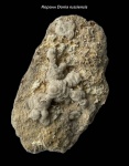 Коралл Donia russiensis