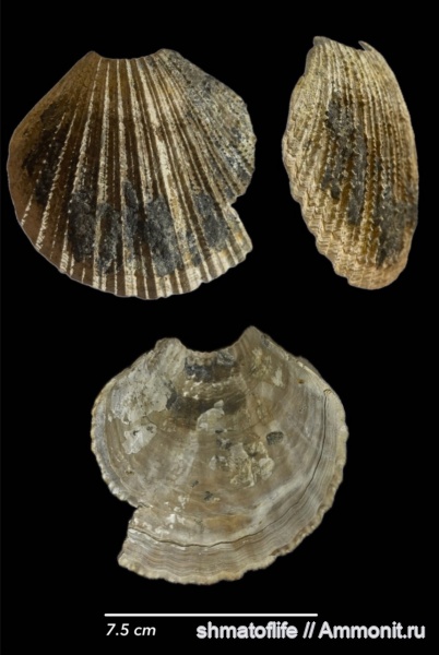 моллюски, мел, двустворки, гребешки, сеноман, Pecten