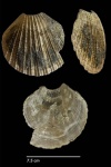 Гребешок Pecten sp.