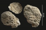 Коралл Thecostegites