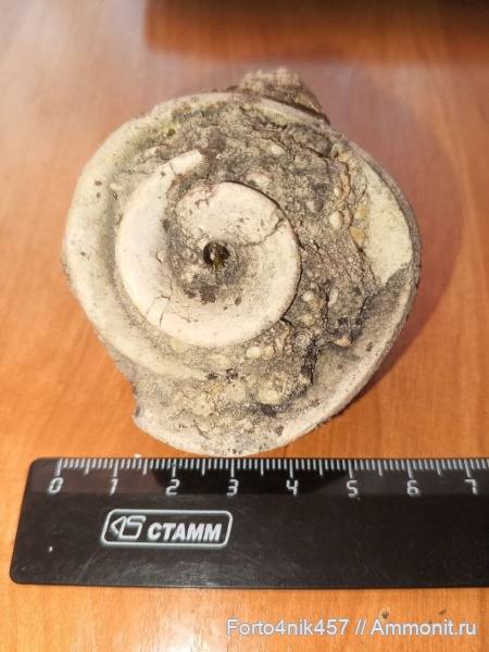 брюхоногие моллюски, Strombidae