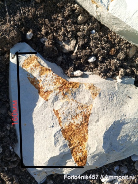 губки, Ventriculites cribrosus