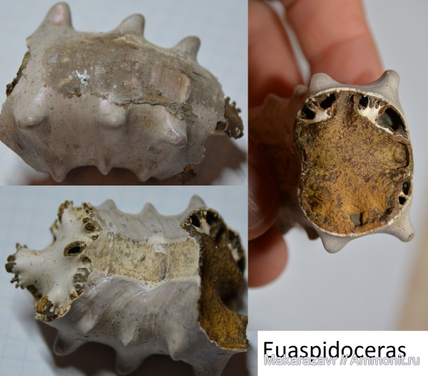 юра, Euaspidoceras, келловей