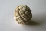 неопределенная шишка (возможно Pinus sp)