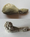 окаменелая шишка до и после (Taxodiaceae)