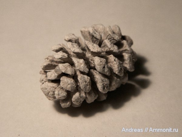 Германия, верхнемеловая флора, Ахен, Aachen, шишки, Upper Cretaceous