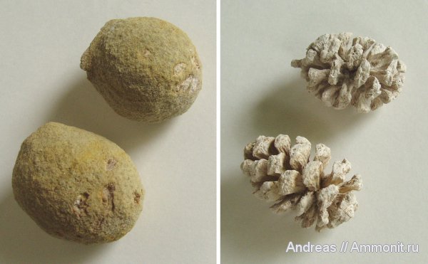Германия, верхнемеловая флора, Ахен, Aachen, Upper Cretaceous