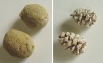 окаменелые шишки (Sequoia sp.) до и после препарирования окаменелые шишки (Sequoia sp.) до и после препарирования