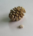 окаменелая шишка  (Sequoia sp.)