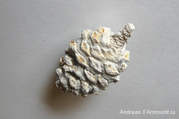 Германия, верхнемеловая флора, Ахен, Aachen, шишки, Upper Cretaceous