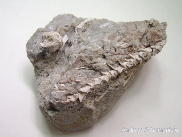 Германия, верхнемеловая флора, Ахен, Aachen, окаменелая флора, Upper Cretaceous