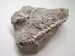 окаменелая хвойная веточка окаменелая хвойная веточка