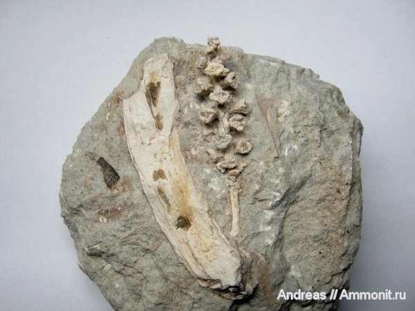 Германия, верхнемеловая флора, Ахен, Aachen, шишки, Upper Cretaceous