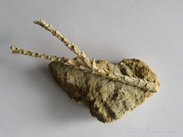 Германия, верхнемеловая флора, Ахен, Aachen, окаменелая флора, Upper Cretaceous
