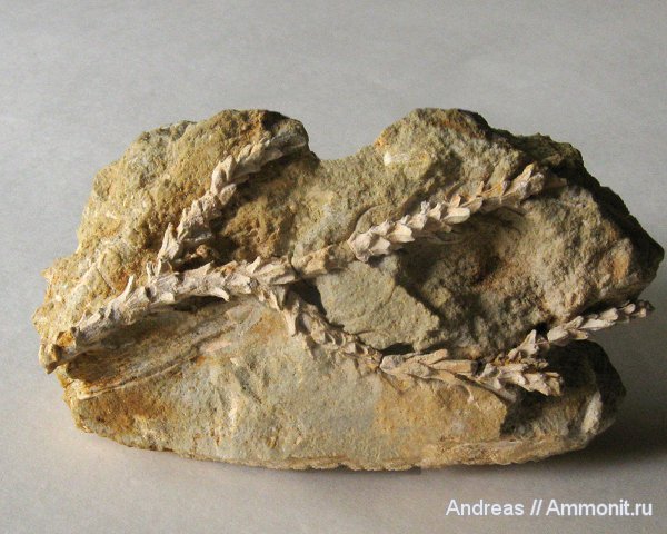 Германия, верхнемеловая флора, Ахен, Aachen, окаменелая флора, Upper Cretaceous