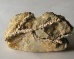 окаменелая ветка окаменелая ветка