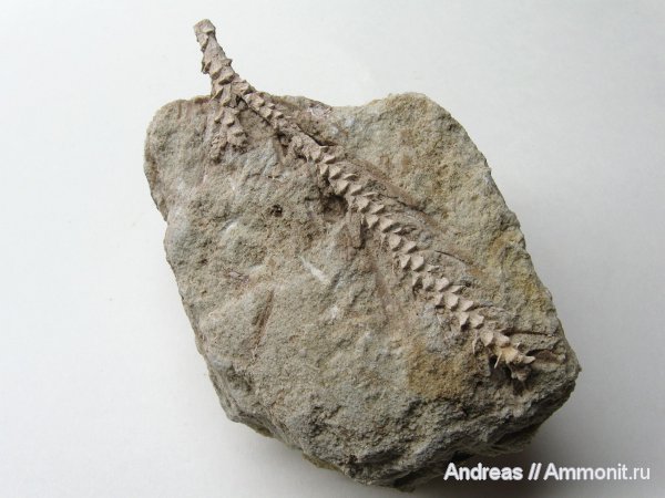 Германия, верхнемеловая флора, Ахен, Aachen, окаменелая флора, Upper Cretaceous