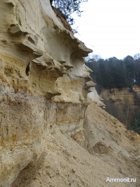 Германия, окаменевшее дерево, верхнемеловая флора, Ахен, Upper Cretaceous