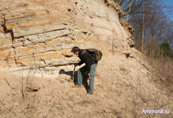 Германия, окаменевшее дерево, верхнемеловая флора, Ахен, Upper Cretaceous