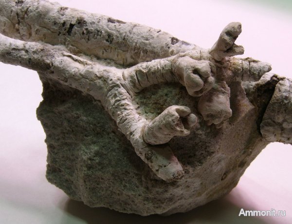 Германия, верхнемеловая флора, Ахен, Aachen, окаменелая флора, Upper Cretaceous