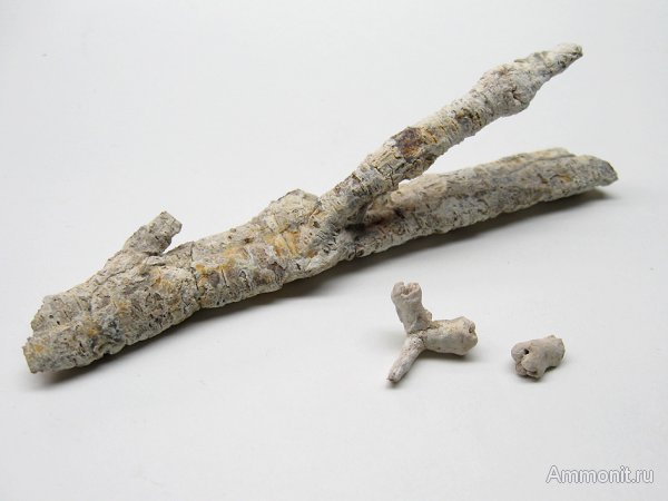 Германия, верхнемеловая флора, Ахен, Aachen, окаменелая флора, Upper Cretaceous