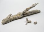 окаменелая ветка со странными плодами ("почками") окаменелая ветка со странными плодами ("почками")