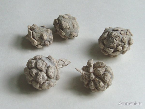 Германия, верхнемеловая флора, Ахен, Aachen, шишки, Upper Cretaceous