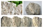 Из двух половинок шишки собирается одна (Geinitzia schlotheimii). Из двух половинок шишки собирается одна (Geinitzia schlotheimii).