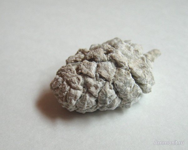 Германия, верхнемеловая флора, Ахен, Aachen, шишки, Upper Cretaceous
