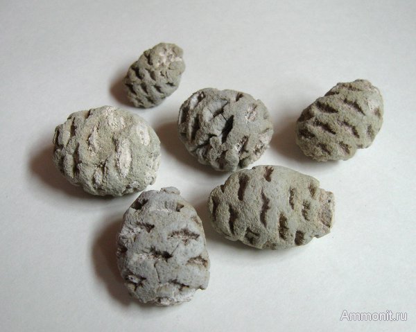Германия, верхнемеловая флора, Ахен, Aachen, шишки, Upper Cretaceous