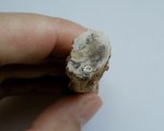 Копролиты насекомых