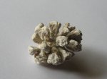 неопределенная шишка неопределенная шишка